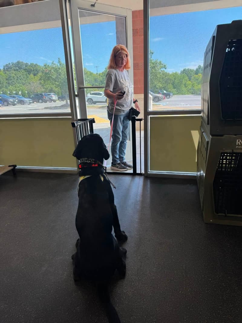 A black dog holds a stay in a doorway, watching its handler at a distance