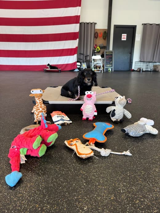 A black dog holds a calm down-stay on a raised place cot surrounded by scattered plush toys