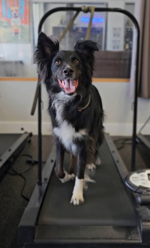 A border collie works steadily on an indoor dog treadmill, alert and happy