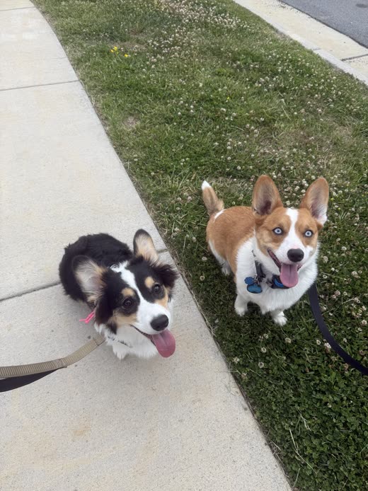 Two dogs, a herding mix and a corgi, sit side by side on the grass on leash